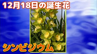 12月18日の誕生花 シンビジウム どんな花？あなたに送る花言葉は?