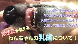 【獣医師】わんちゃんの乳歯のこと知ってますか？【コーギー】【corgi】