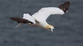 Northern Gannets