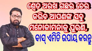 ଶ୍ବେତ ଅରଖ ଗଛର ଚେର କରିବ ଆପଣଙ୍କ ସବୁ ମନୋସ୍କାମନା କୁ ପୁରଣ, Sweta arakha gachha ra upaya, astro paradise