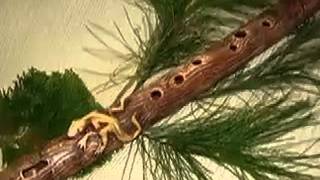 Woodland Flute with Tiny Lizard Muse MOV file.mov