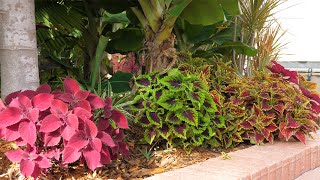 Propagating Coleus 4k