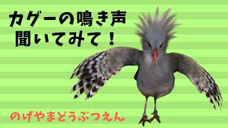 カグーの鳴き声３種盛り