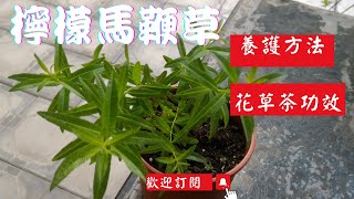 檸檬馬鞭草的種植養護該注意的事項及功效|花草茶的保健