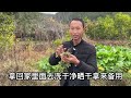 常见野草蛇含委陵菜，老一辈称“止咳化痰草”，很多地方都会长