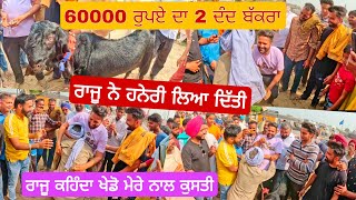 ਰਾਜੂ ਨੇ ਠੋਕ ਤਾ ਮੰਜਾਂ । longowal bakra mandi । Goat farming #bakramandi  #goat #goats