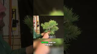 Master Back Budding Techniques for Pristine Pine Bonsai