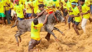 கலை கட்டும் ஆவரங்காடு ஜல்லிக்கட்டு 2018!!!Avarangadu Jallikatu 2018!!!