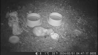 2024 0201 opossum finds a plate of food