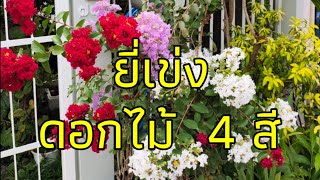 ยี่เข่ง 4 สี