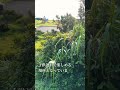 「謝る」岬と青い海へと続く道 奄美大島 旅行 36sec_trip