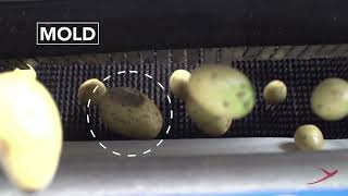 #Raynbow #sortingmachine for #potatoes  | Raytec Vision