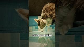 O motivo dos Gatos odiarem água 🐱   #gama #curiosidades #desafio #youtube #shorts #experimento