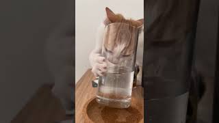 😹තිබහයි අප්පා😹 අනේ පුළුවන් නම් subscribe කරන්න 🥺 #cat #cute #viral #ytshorts