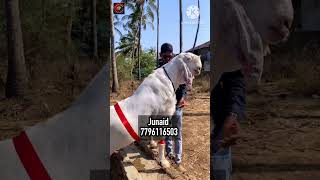 Biggest Home breed Sojat Goat in Kokan history The Kokan Brand # #kokan #bakra #goat