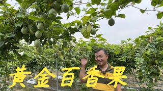 【老林赶野】網友問老林種植的黃金百香果熟了沒，今天帶大家到園地看看