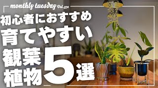 【観葉植物】初心者におすすめ！育てやすい観葉植物５選！