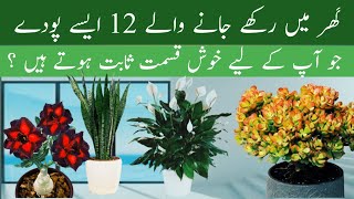 kon konsa paudha ghar me lagana chahiye |12 lucky plants for home |soniagardening