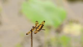 Dragonfly film ( 4 ) 斑麗翅蜻 Rhyothemis variegata ( 2160p4K )