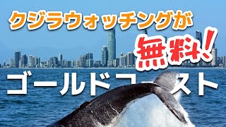 【動画特典】ゴールドコーストのクジラウォッチングが無料に！｜トラベルスタンダードジャパン