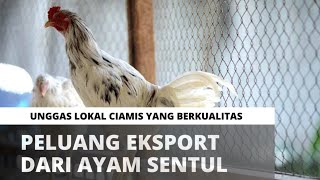 WAJIB TAHU...‼ Ayam Sentul Disukai Banyak Negara || Ayam Genetik Unggul Dari Ciamis Jawa Barat