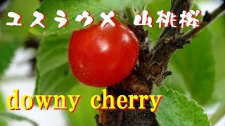 【盆栽】ユスラウメ bonsai「山桃桜」果実が実った downy cherry