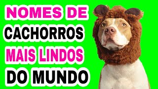 22 nomes para cachorros! Lindos Nomes