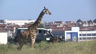 Kenya: Nairobi's national park faces climate, human threats