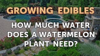 How Much Water Does a Watermelon Plant Need?