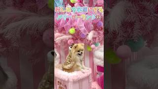 みんなを笑顔にするメリーゴーランド #shorts #ポメラニアン #犬 #チワワ