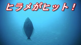 【海中動画】ヒラメがヒット！