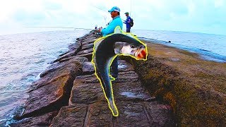 surfside jetty FISHING FRENZY using live shrimp! Drone footage!