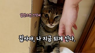 나말고네 이삿날 마지막 - 박스벽을 뚫고 나오는 금쪽이 해복