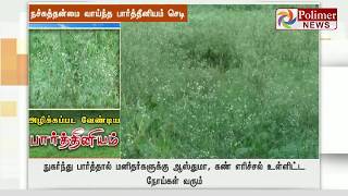 அழிக்கப்பட வேண்டிய   பார்த்தீனியம்