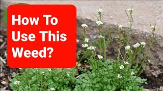 What Plant Is That?? Hairy Bittercress (Cardamine histursa) Edible \u0026 Medicinal Plants In Your Yard