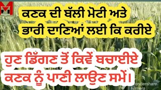 ਕਣਕ ਦੇ ਦਾਣੇ ਭਾਰੀ ਅਤੇ ਕਣਕ ਨੂੰ ਡਿੱਗਣ ਤੋਂ ਕਿਵੇਂ ਬਚਾਈਏ।