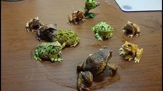 本物のカエルはどれだ？Which is a real frog?