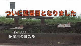 【多摩川の猫たち Vol.285】　ついに猛暑日となりました　【地域猫】