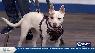 Pet Adoption Wednesday