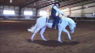 Xtra New Magic Spell- 2016 Cremello Stallion