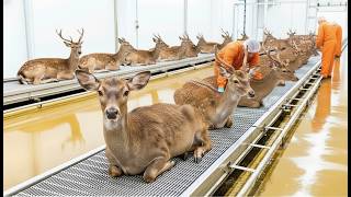 Factory Secrets: Inside a venison processing plant. From farm to restaurant.