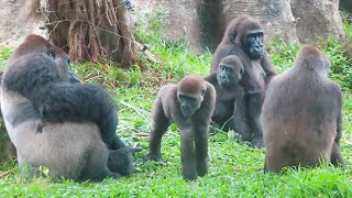 溫馨的金剛迪亞哥家族Fantastic Gorilla D'jeeco Troop, Taipei, Taiwan#金剛猩猩 #gorilla