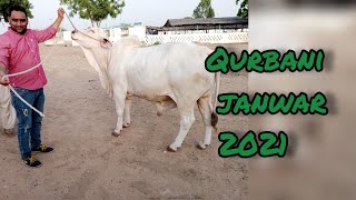 Qurbani janwar 2021 || Sohrab goth Mandi || #ytshorts