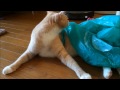 過去を引きずる猫 cat trailing the past；猫おもしろ動画こむぎ＆だいず