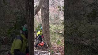 伐倒　ナラ枯れ #shorts #treework #特殊伐採