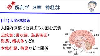 簡単解剖学　８章　神経⑬(大脳辺縁系)