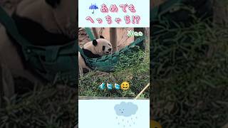 雨の日のおやつタイム🐼🐼☔レイ🩷シャオ💚2025/2/2🍒 #shorts #panda #上野動物園