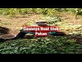 Daun Kacang Buat Stok Pakan