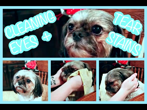 HOW TO CLEAN A SHIH TZU'S EYES & TEAR STAINS! HOW TO CLEAN A SHIH TZU'S EYES & TEAR STAINS!
