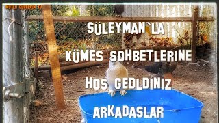 Güvercin Kışın Banyo Yaparmı?